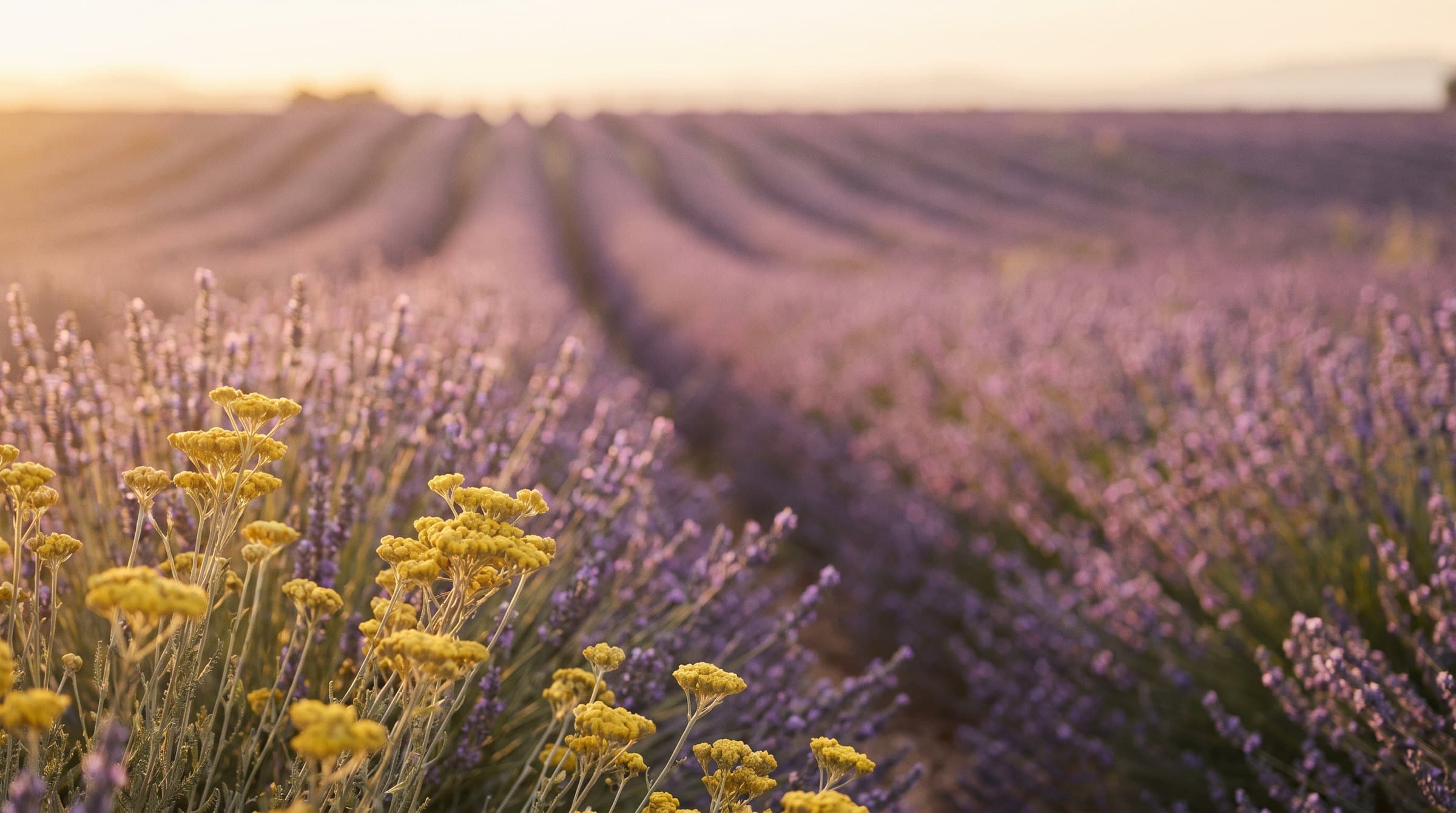 L'Occitane en Provence products supplied by Goldvest